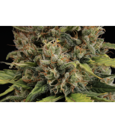 🪴 CBD Critical XXL© | Pod 1% THC! | Samonakvétací semínka marihuany | Objednej na Seedstockers.cz 🐿️