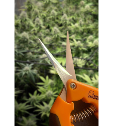 ✂️ Zahnuté stříhací nůžky | Nářadí na sklizeň | Nakupujte na Seedstockers.cz 🐿️