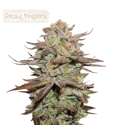 🪴 Sticky Fingers© | Samonakvétací semínka marihuany | Objednej na Seedstockers.cz 🐿️