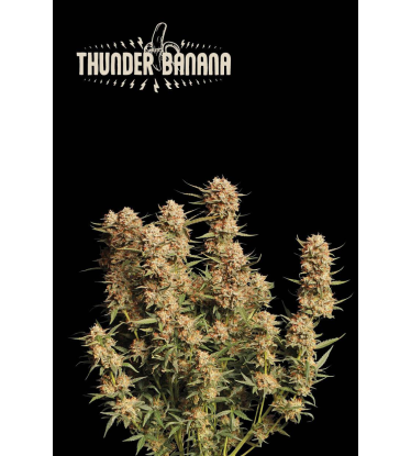 🪴 Thunder Banana© | Samonakvétací semínka marihuany | Objednej na Seedstockers.cz 🐿️