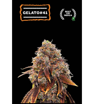 🪴 Gelato 41 | Feminizovaná semínka marihuany | Objednej na Seedstockers.cz 🐿️