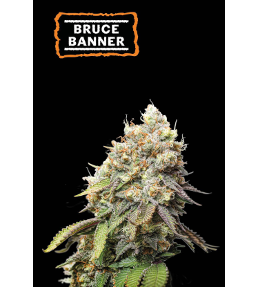🪴 Bruce Banner | Feminizovaná semínka marihuany | Objednej na Seedstockers.cz 🐿️