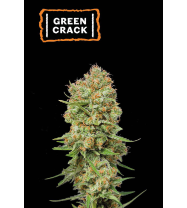 🪴 Green Crack | Feminizovaná semínka marihuany | Objednej na Seedstockers.cz 🐿️