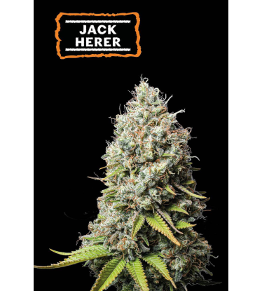 🪴 Jack Herer | Feminizovaná semínka marihuany | Objednej na Seedstockers.cz 🐿️