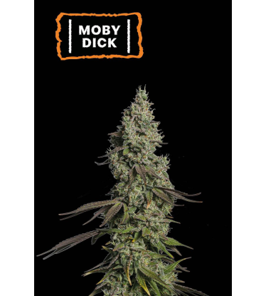 🪴 Moby Dick | Samonakvétací semínka marihuany | Objednej na Seedstockers.cz 🐿️