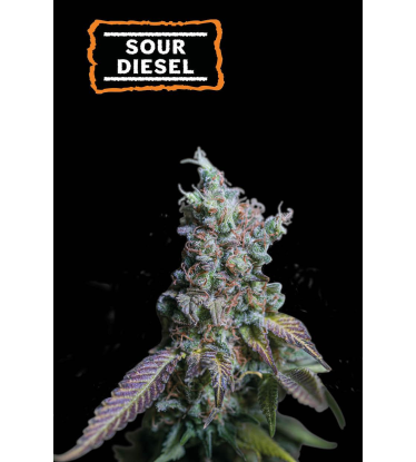 🪴 Sour Diesel | Samonakvétací semínka marihuany | Objednej na Seedstockers.cz 🐿️