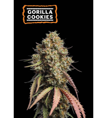 🪴 Gorilla Cookies | Samonakvétací semínka marihuany | Objednej na Seedstockers.cz 🐿️