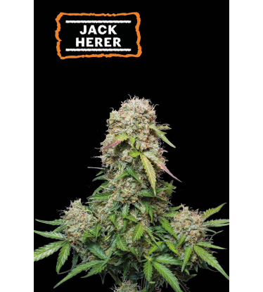 🪴 Jack Herer | Samonakvétací semínka marihuany | Objednej na Seedstockers.cz 🐿️