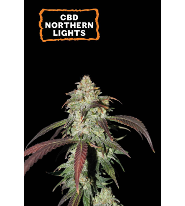 🪴 CBD Northern Lights | Pod 1% THC! | Feminizovaná semínka marihuany | Objednej na Seedstockers.cz 🐿️