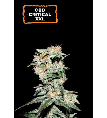 🪴 CBD Critical XXL© | Pod 1% THC! | Samonakvétací semínka marihuany | Objednej na Seedstockers.cz 🐿️