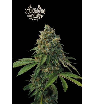 🪴 Thunder Dawg© | Regulační semínka marihuany | Objednej na Seedstockers.cz 🐿️