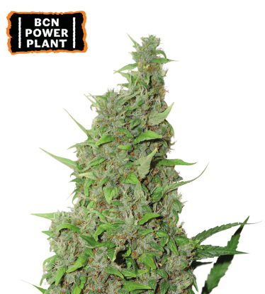 🪴 BCN Power Plant© | Feminizovaná semínka marihuany | Objednej na Seedstockers.cz 🐿️