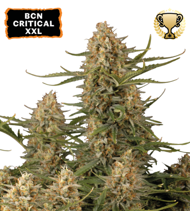🪴 BCN Critical XXL© | Feminizovaná semínka marihuany | Objednej na Seedstockers.cz 🐿️
