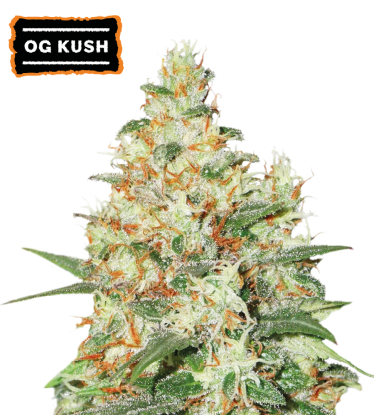 🪴 OG Kush | Samonakvétací semínka marihuany | Objednej na Seedstockers.cz 🐿️