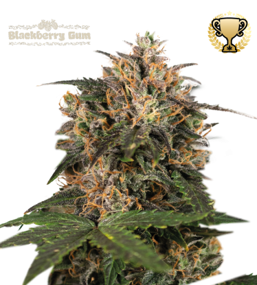 🪴 Blackberry Gum© | Feminizovaná semena marihuany | Objednej na Seedstockers.cz 🐿️