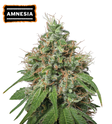 🪴 Amnesia Haze | Feminizovaná semínka marihuany | Objednej na Seedstockers.cz 🐿️