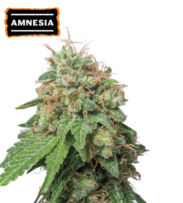 🪴 Amnesia Haze | Samonakvétací semínka marihuany | Objednej na Seedstockers.cz 🐿️