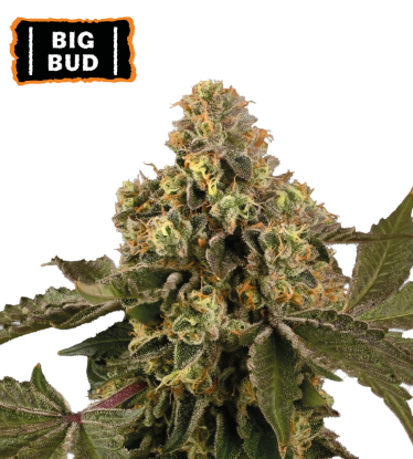 🪴 Big Bud | Samonakvétací semínka marihuany | Objednej na Seedstockers.cz 🐿️