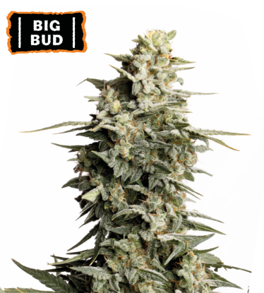 🪴 Big Bud | Feminizovaná semínka marihuany | Objednej na Seedstockers.cz 🐿️