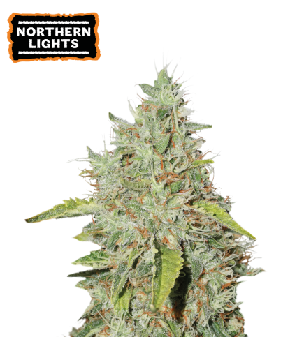 Northern Lights Feminizovaná