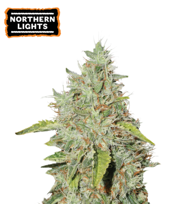 🪴 Northern Lights | Feminizovaná semínka marihuany | Objednej na Seedstockers.cz 🐿️