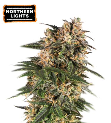 🪴 Northern Lights | Samonakvétací semínka marihuany | Objednej na Seedstockers.cz 🐿️