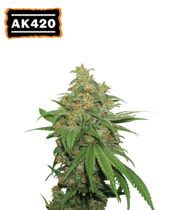 🪴 AK420 | Samonakvétací semínka marihuany | Objednej na Seedstockers.cz 🐿️