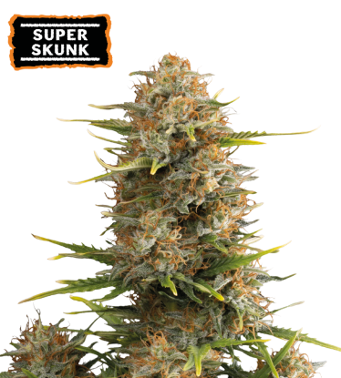 🪴 Super Skunk | Samonakvétací semínka marihuany | Objednej na Seedstockers.cz 🐿️