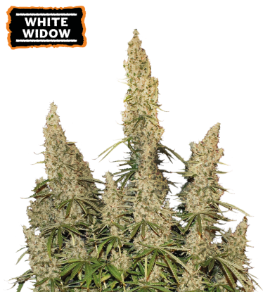 🪴 White Widow | Samonakvétací semínka marihuany | Objednej na Seedstockers.cz 🐿️