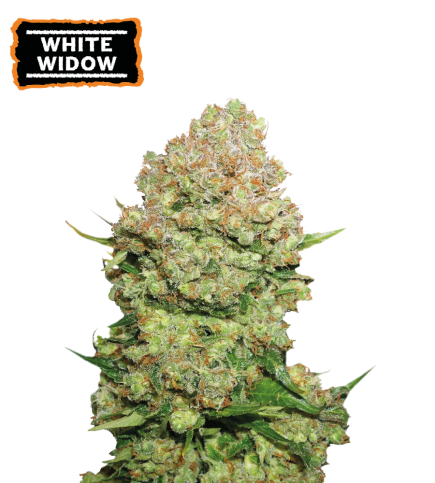 White Widow Fem