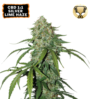🪴 CBD 1:1 Silver Lime Haze | Samonakvétací semínka marihuany | Objednej na Seedstockers.cz 🐿️