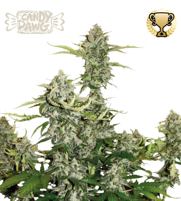 🪴 Candy Dawg© | Samonakvétací semínka marihuany | Objednej na Seedstockers.cz 🐿️