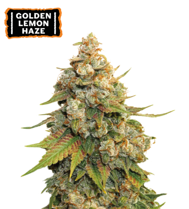 🪴 Golden Lemon Haze | Feminizovaná semínka marihuany | Objednej na Seedstockers.cz 🐿️