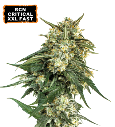 🪴 BCN Critical XXL© | Fast semínka marihuany | Objednej na Seedstockers.cz 🐿️