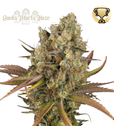 🪴 Santa Marta Haze© | Samonakvétací semínka marihuany | Objednej na Seedstockers.cz 🐿️
