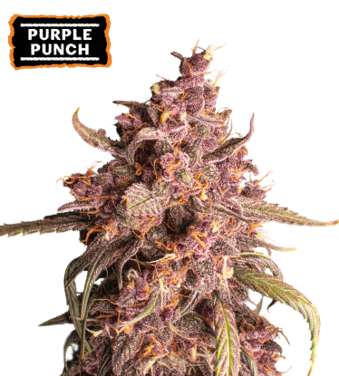 🪴 Purple Punch | Samonakvétací semínka marihuany | Objednej na Seedstockers.cz 🐿️