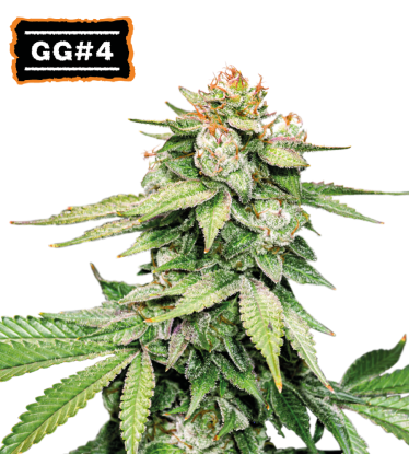 🪴 GG#4 (AKA Gorilla Glue) | Samonakvétací semínka marihuany | Objednej na Seedstockers.cz 🐿️