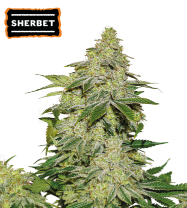 🪴 Sherbet | Samonakvétací semínka marihuany | Objednej na Seedstockers.cz 🐿️