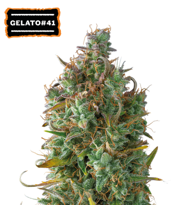 🪴 Gelato 41 | Samonakvétací semínka marihuany | Objednej na Seedstockers.cz 🐿️