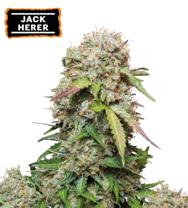 🪴 Jack Herer | Samonakvétací semínka marihuany | Objednej na Seedstockers.cz 🐿️
