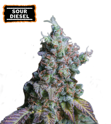 🪴 Sour Diesel | Samonakvétací semínka marihuany | Objednej na Seedstockers.cz 🐿️