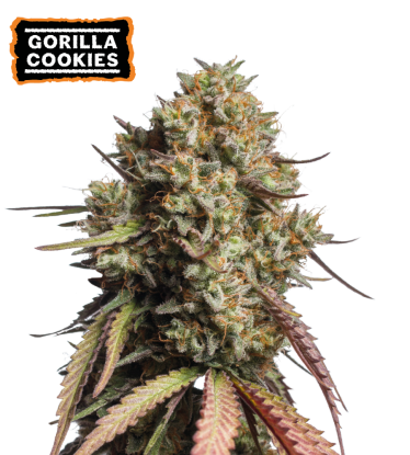 🪴 Gorilla Cookies | Samonakvétací semínka marihuany | Objednej na Seedstockers.cz 🐿️