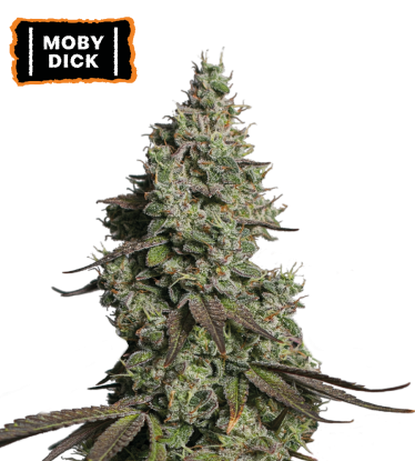 🪴 Moby Dick | Samonakvétací semínka marihuany | Objednej na Seedstockers.cz 🐿️