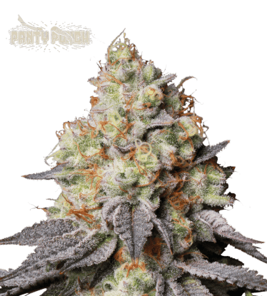 🪴 Panty Punch© | Samonakvétací semínka marihuany | Objednej na Seedstockers.cz 🐿️