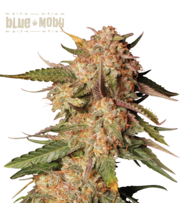 🪴 Blue Moby© | Samonakvétací semínka marihuany | Objednej na Seedstockers.cz 🐿️
