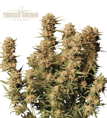 🪴 Thunder Banana© | Samonakvétací semínka marihuany | Objednej na Seedstockers.cz 🐿️