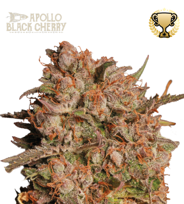 🪴 Apollo Black Cherry© | Samonakvétací semínka marihuany | Objednej na Seedstockers.cz 🐿️