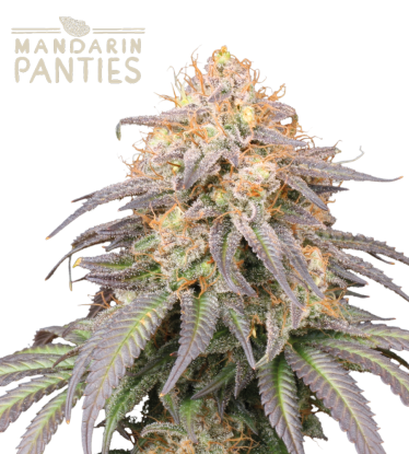 🪴 Mandarin Panties© | Samonakvétací semínka marihuany | Objednej na Seedstockers.cz 🐿️