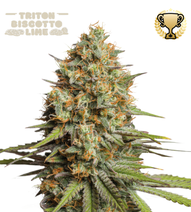 🪴 Triton Biscotto Lime© | Samonakvétací semínka marihuany | Objednej na Seedstockers.cz 🐿️