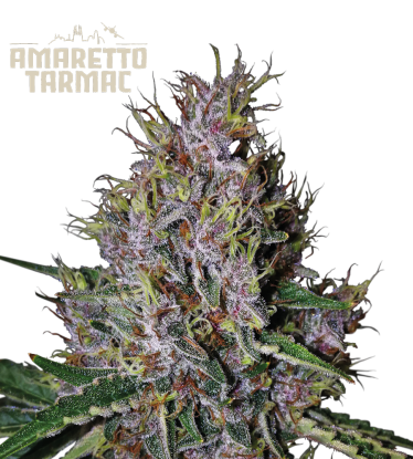 🪴 Amaretto Tarmac© | Samonakvétací semínka marihuany | Objednej na Seedstockers.cz 🐿️